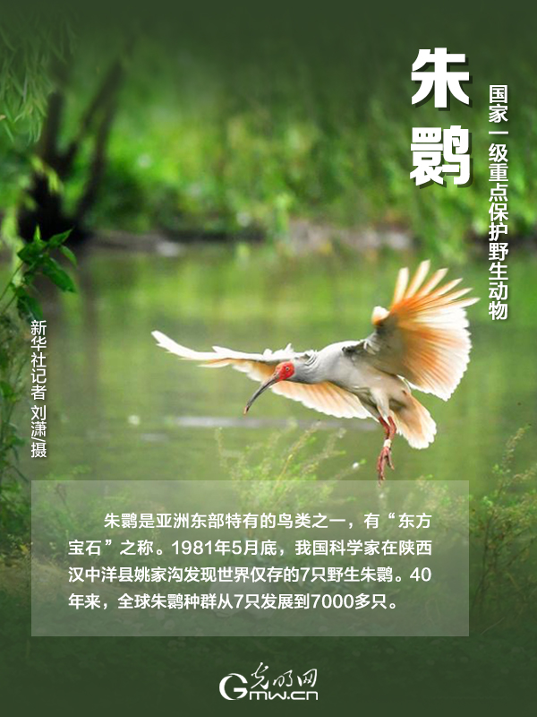 【海報】國際珍稀動物保護日|以“珍惜”守護“珍稀”