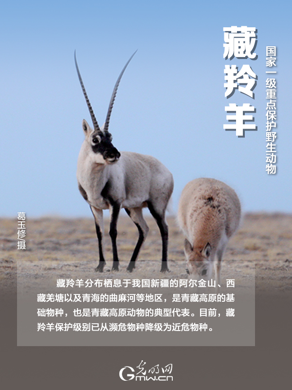 【海報】國際珍稀動物保護日|以“珍惜”守護“珍稀”