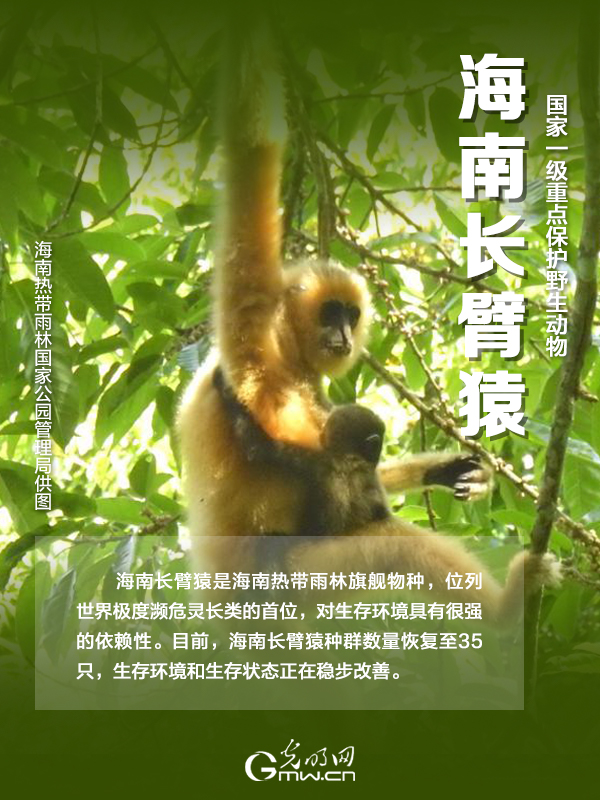 【海報】國際珍稀動物保護日|以“珍惜”守護“珍稀”