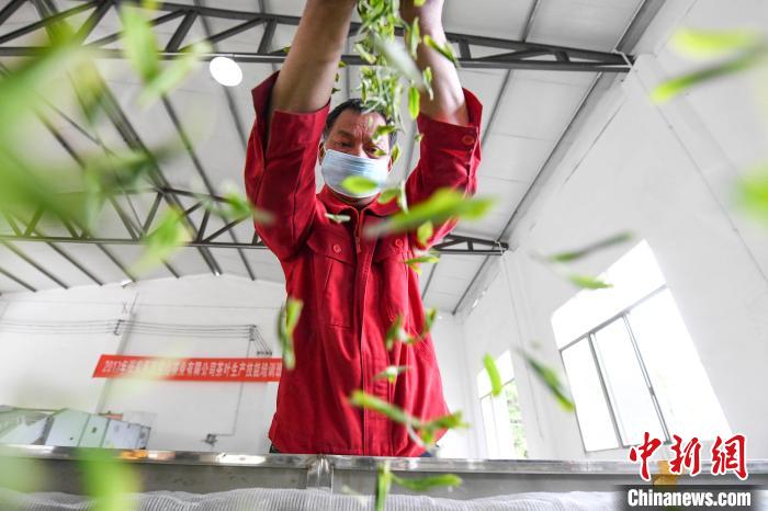 村民將茶葉攤青晾干?！钊A峰 攝