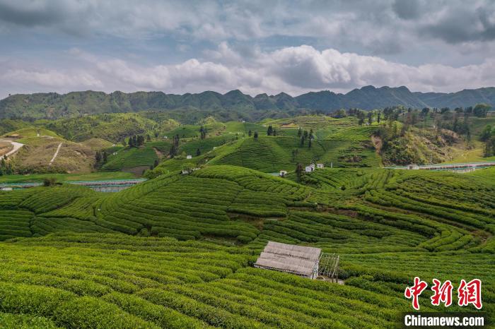 貴定縣云霧茶園?！√普?攝