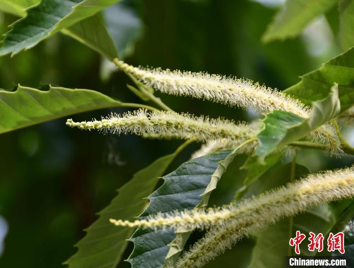 毛茸茸的栗花。　郝云崎 攝