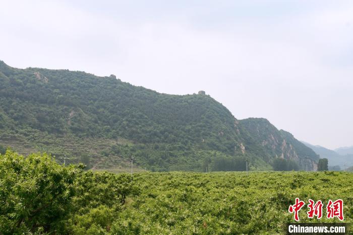 長(zhǎng)城腳下萬(wàn)畝栗花綻放，散發(fā)出淡淡清香?！『略破?攝