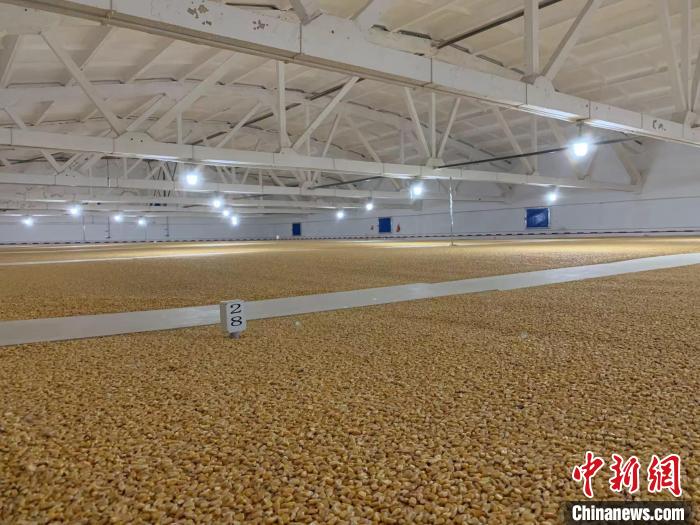 倉內(nèi)清涼干爽、遍地金黃，上千平方米的糧食盡收眼底?！⊥趸萘?攝