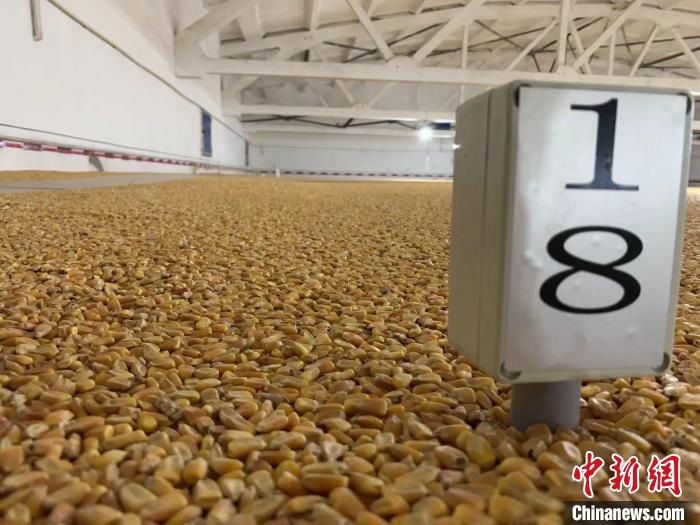 數(shù)千噸的小麥、玉米如同一塊塊被“切平”的巨型蛋糕“鑲嵌”在地面上?！⊥趸萘?攝