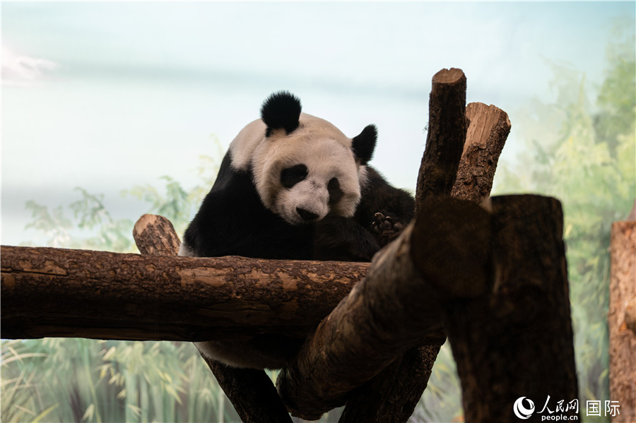 無比可愛的大熊貓“丁丁”。人民網(wǎng)記者 翁奇羽攝