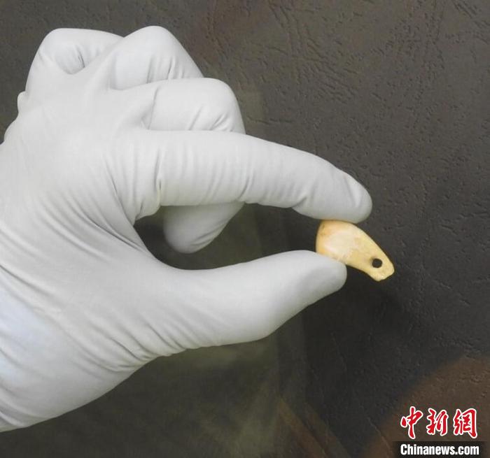 打孔鹿牙墜飾提取DNA后(圖片來自馬克斯·普朗克演化人類學(xué)研究所)?！∈┢樟指瘛ぷ匀?供圖
