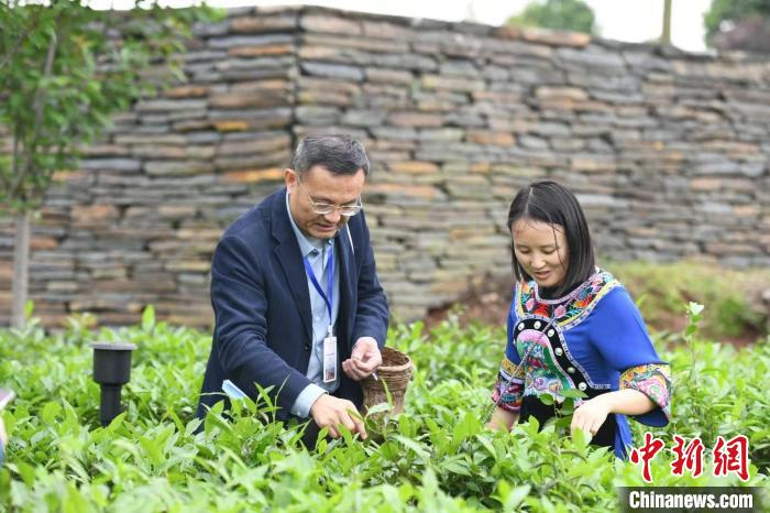 東盟國家媒體記者在辰龍關(guān)茶園采茶?！钊A峰 攝