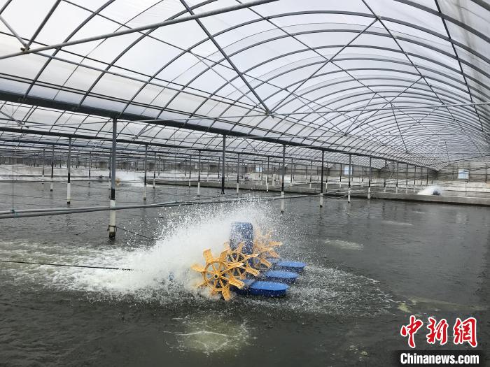 南美白對蝦養(yǎng)殖基地?！∠笊轿r蟹科技小院供圖