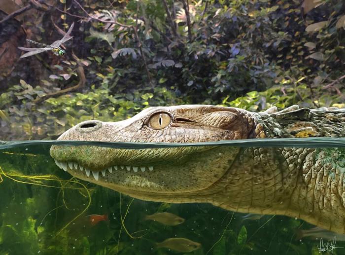 Alligator munensis藝術(shù)復(fù)原圖(圖片來(lái)自Márton Szabó)?！∈┢樟指瘛ぷ匀?供圖