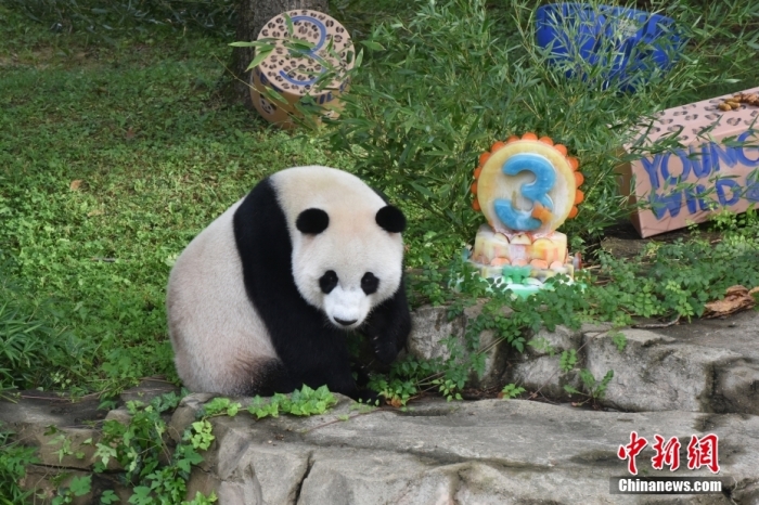 當(dāng)?shù)貢r(shí)間8月21日，旅美大熊貓幼崽“小奇跡”迎來3周歲生日。華盛頓國家動(dòng)物園給“小奇跡”舉辦了“生日派對”，眾多游客前來給“小奇跡”慶生。<a target='_blank' href='/'><p  align=