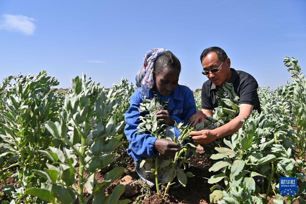 9月27日，在位于厄立特里亞阿斯馬拉的農(nóng)業(yè)技術援助項目示范地，中國援厄第三期高級農(nóng)業(yè)專家組豆類作物專家劉運民（右）指導當?shù)剞r(nóng)戶進行蠶豆作物的田間管理。新華社記者 韓旭 攝