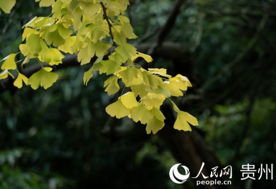 觀山湖公園秋意漸濃。人民網(wǎng) 陽(yáng)茜攝