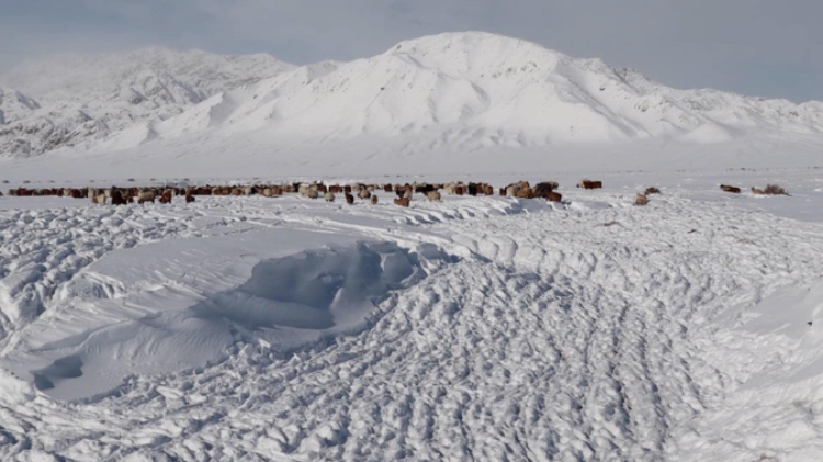 蒙古國近日發(fā)生雪災。圖片來源：蒙政府網(wǎng)站