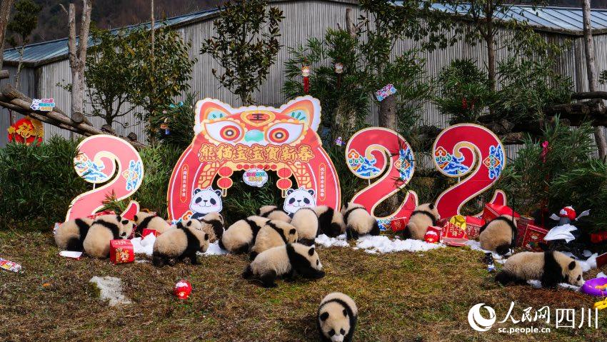 熊貓寶寶賀新春、迎冬奧。李傳有攝