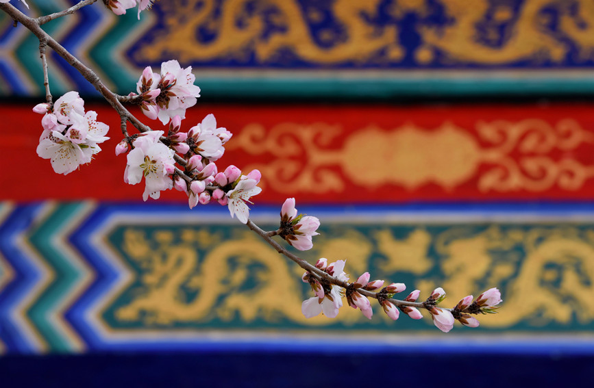 “云”賞桃花相映紅。紅橋區(qū)委宣傳部供圖