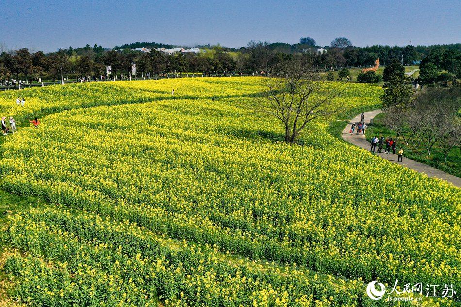 高淳區(qū)椏溪國際慢城桃花扇廣場油菜花田。劉列攝