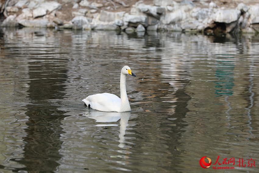 北京動物園水禽湖上，水鳥游弋其中，傳遞春的消息。人民網(wǎng) 尹星云攝