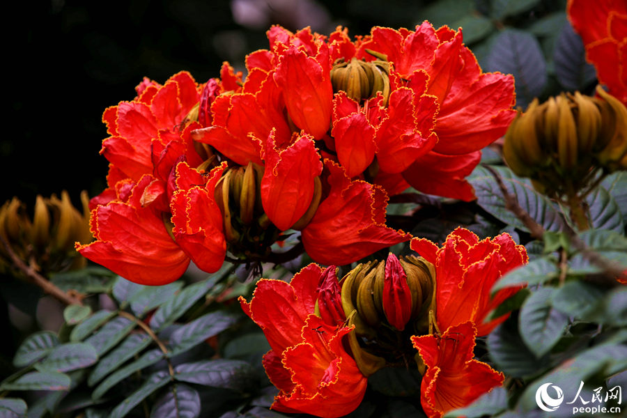 一朵朵紅花在枝葉頂端綻放。人民網(wǎng) 陳博攝
