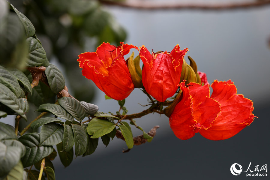 火焰木花朵呈紅色或橙紅色。人民網(wǎng) 陳博攝