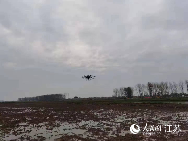 勝利圩高標準農(nóng)田進行無人機水稻播種。陽江鎮(zhèn)供圖