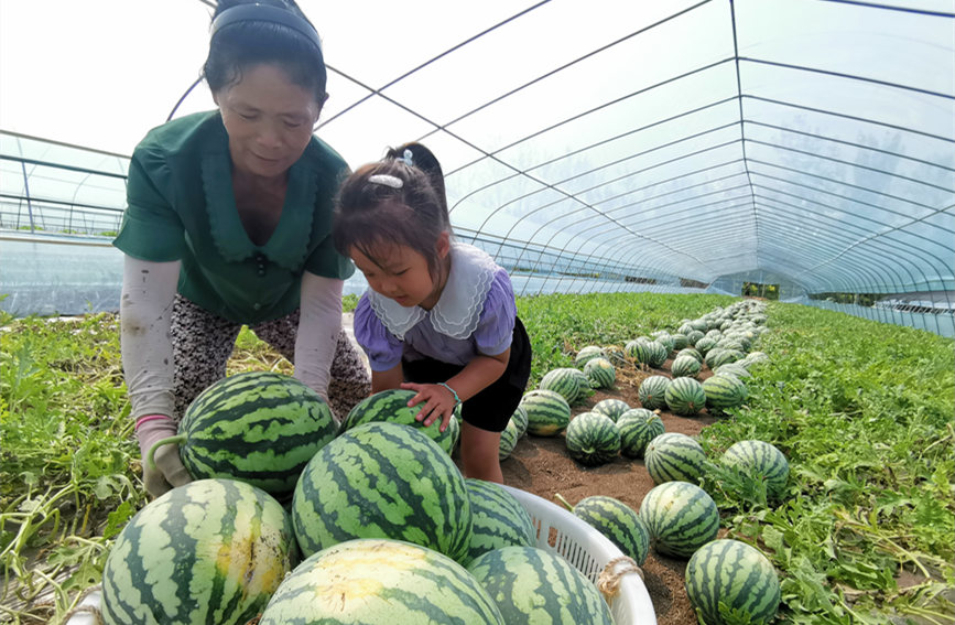 在北辰區(qū)雙街鎮(zhèn)的西瓜種植基地內(nèi)，種植農(nóng)戶們正忙著采收。陳立興攝