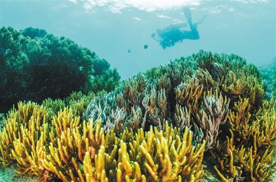 在三亞蜈支洲島附近海域，游客在體驗海底美景。 本報記者 武威 通訊員 韋尚婷 攝
