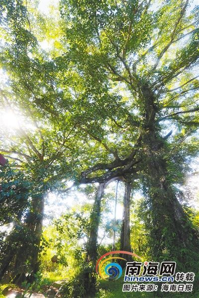 百花嶺雨林文化旅游區(qū)內(nèi)的百年古榕樹。海南日報記者 蘇曉杰 攝