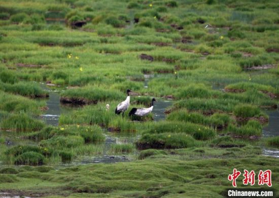 圖為祁連山國家公園青海片區(qū)內(nèi)的黑頸鶴?！∑钸B山國家公園青海省管理局供圖 攝