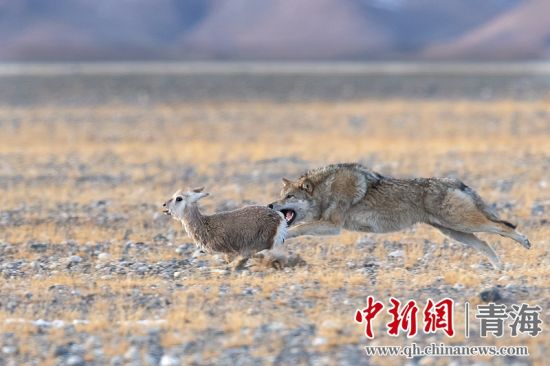 圖為獲獎(jiǎng)作品。同海元供圖