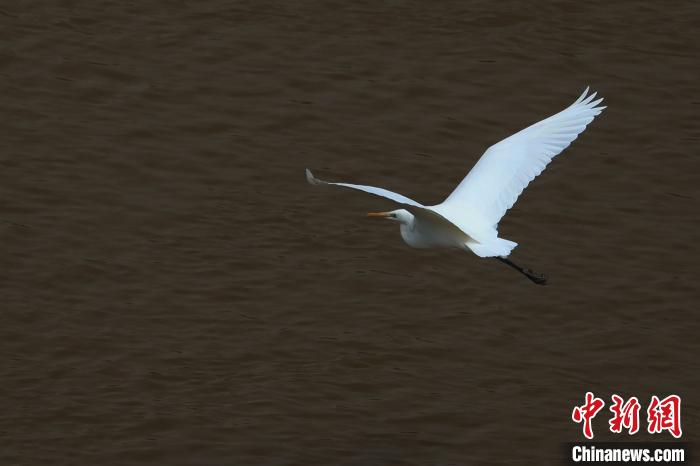 青?！澳赣H河”湟水水質(zhì)改善引鷺鳥嬉戲