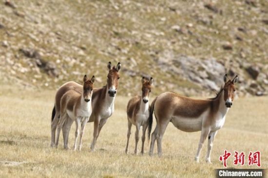 圖為三江源國家公園資料圖。三江源國家公園管理局供圖 　　