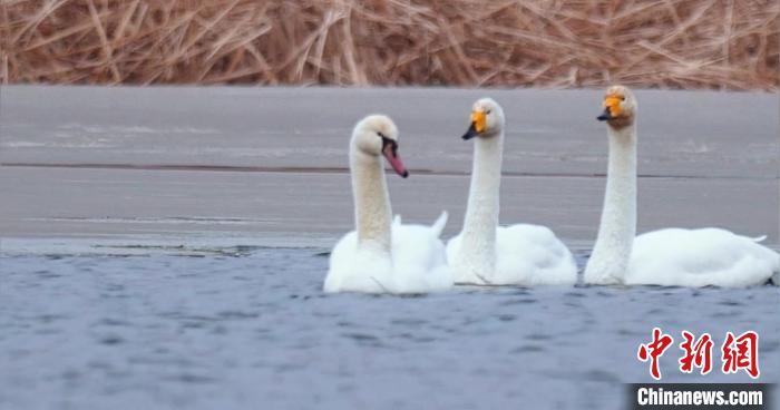 圖為疣鼻天鵝與大天鵝?！∏嗪夜珗@觀鳥協(xié)會(huì)供圖 攝