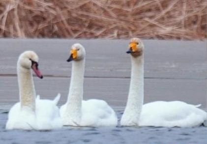 圖為疣鼻天鵝與大天鵝?！∏嗪夜珗@觀鳥協(xié)會供圖 攝