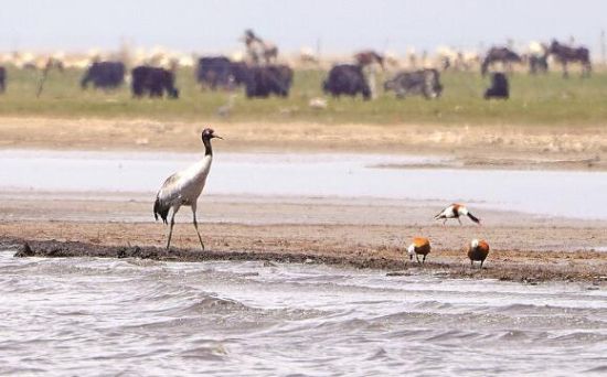  仙女灣一只黑頸鶴正在湖邊覓食。攝影：海東