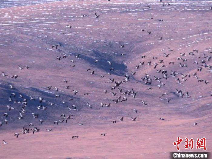 圖為黑頸鶴翔集于青海嘉塘草原上。　青海省玉樹藏族自治州稱多縣委宣傳部供圖
