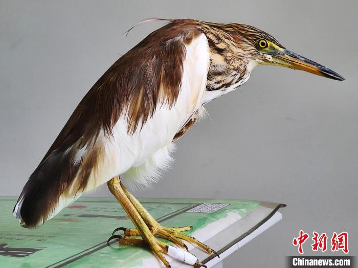 圖為被救助的國家一級重點保護動物池鷺?！×鴿商?攝