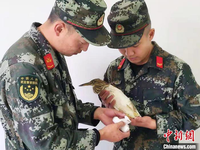 圖為武警官兵正在為國家一級重點保護動物池鷺包扎。　柳澤田 攝