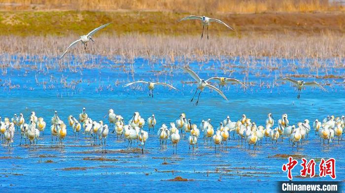 沿海濕地，鳥類天堂?！←}城市委宣傳部供圖