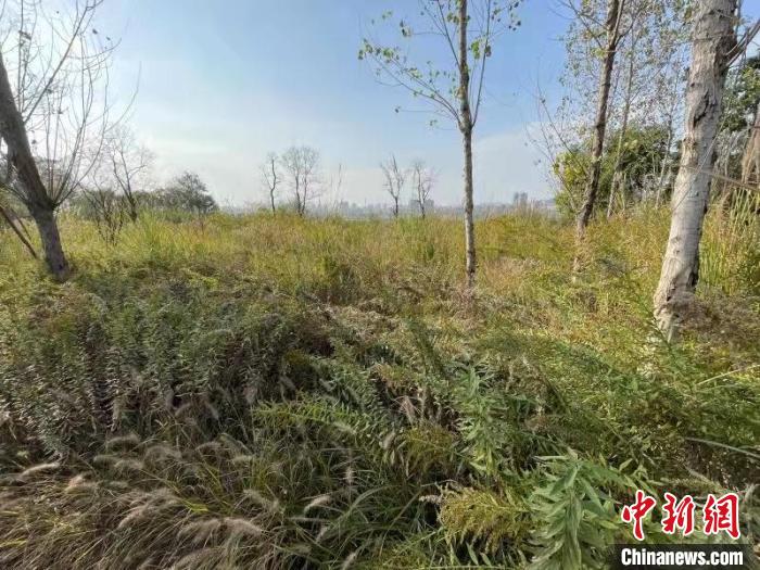 發(fā)現(xiàn)的加拿大一枝黃花?！畈?攝