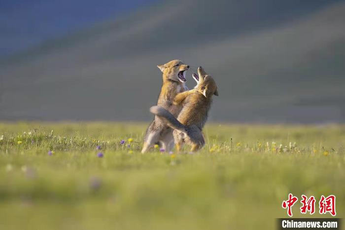 青海:生態(tài)攝影再獲國際賽事金牌