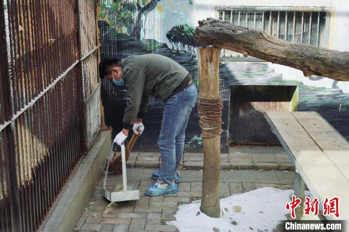 圖為雪豹“奶爸”史壽軍正在打掃豹館衛(wèi)生。　馬銘言 攝