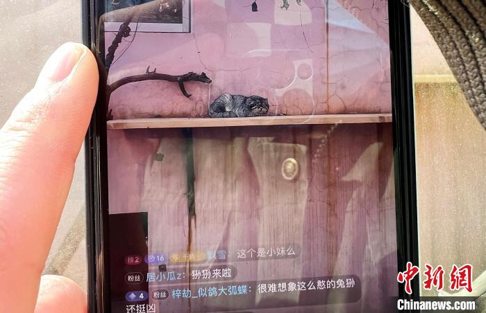 圖為雪豹“奶爸”史壽軍正在直播?！●R銘言 攝