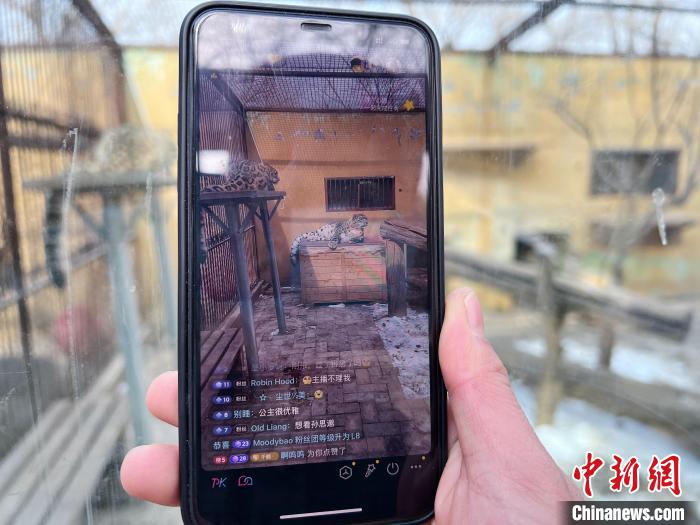 圖為雪豹“奶爸”史壽軍正在直播?！●R銘言 攝