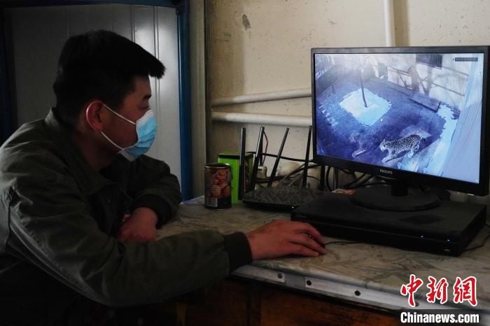圖為雪豹“奶爸”史壽軍通過監(jiān)控察看雪豹情況?！●R銘言 攝