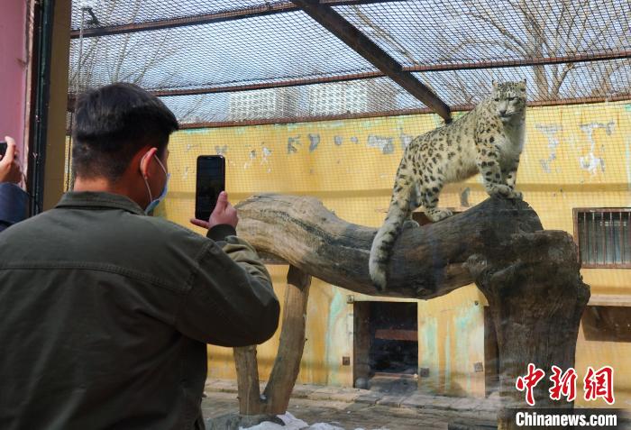 圖為雪豹“奶爸”史壽軍正在直播?！●R銘言 攝