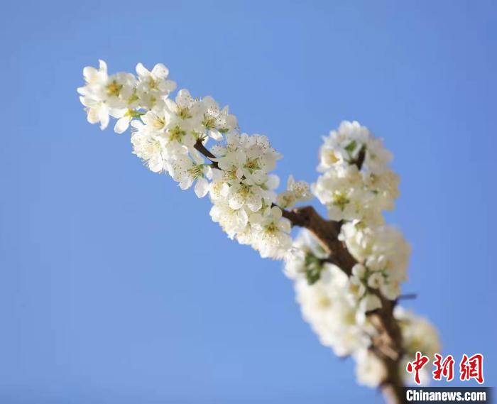 李花盛開?！『吻搴?攝
