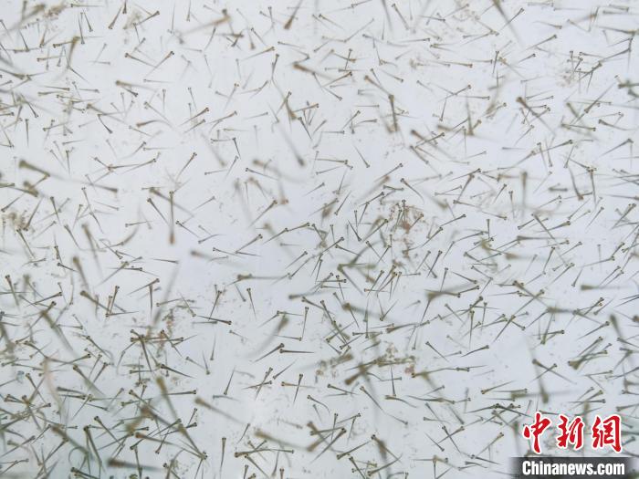 圖為魚苗。　張?zhí)砀?攝