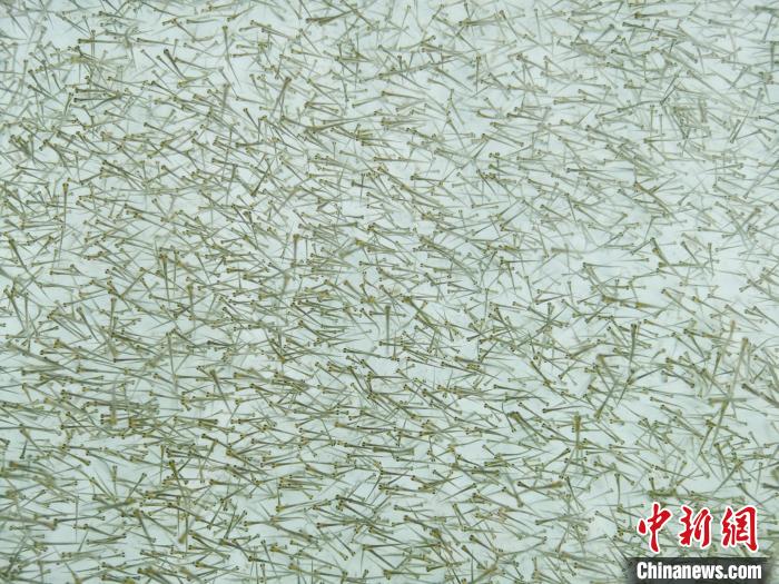 圖為密集培育的魚苗?！?zhí)砀?攝