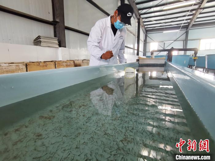 圖為工作人員檢查魚苗?！?zhí)砀?攝